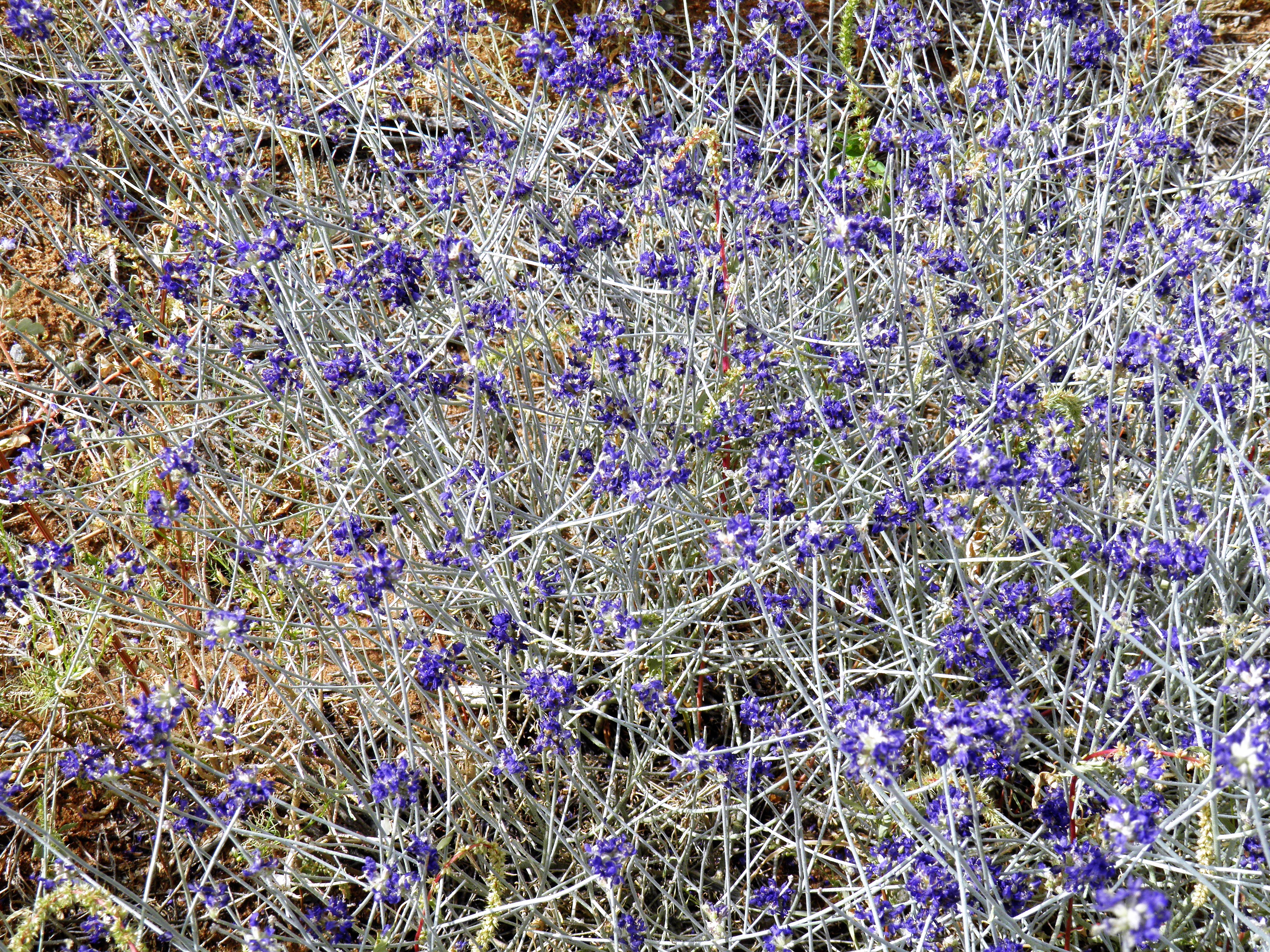 Southwest Plant of the Month – Broom Dalea – Psorothamnus scenarios