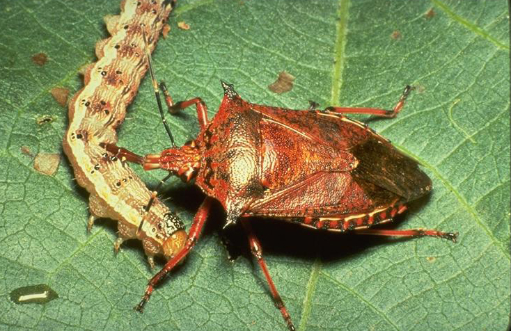 Beneficial of the Month – Spined Soldier Bug – (Podisus maculiventris – Order: Hemiptera)