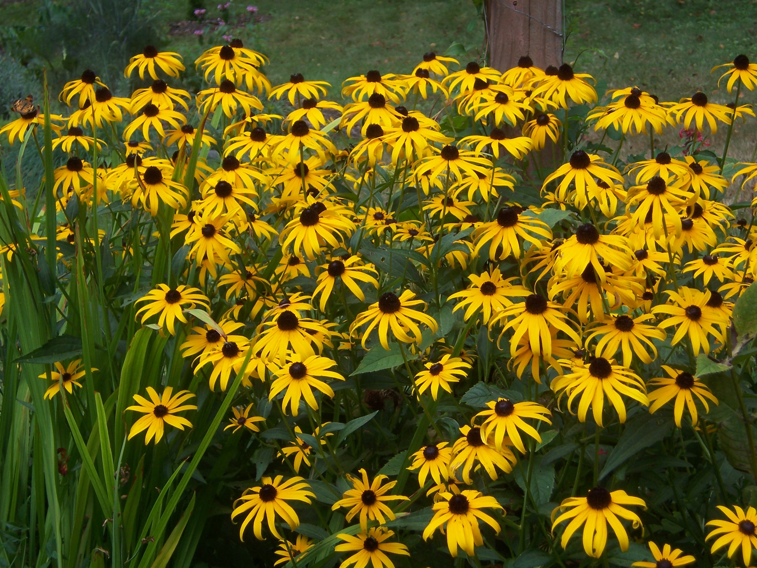 Southwest Plant of the Month – Brown-eyed Susan – Rudbeckia hirta