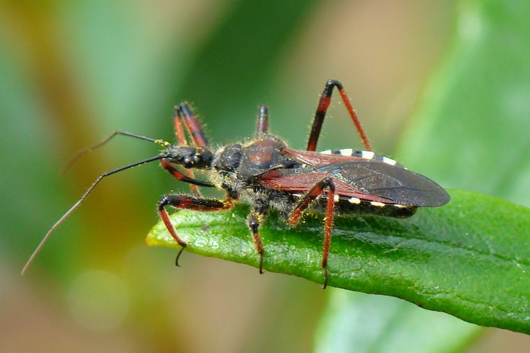 Beneficial of the Month – Assassin Bugs – (Family: Reduviidae)