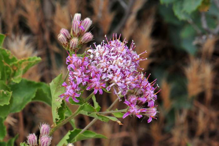 Southwest Plant of the Month – Brownfoot – Acourtia wrightii (Perezia wrightii)