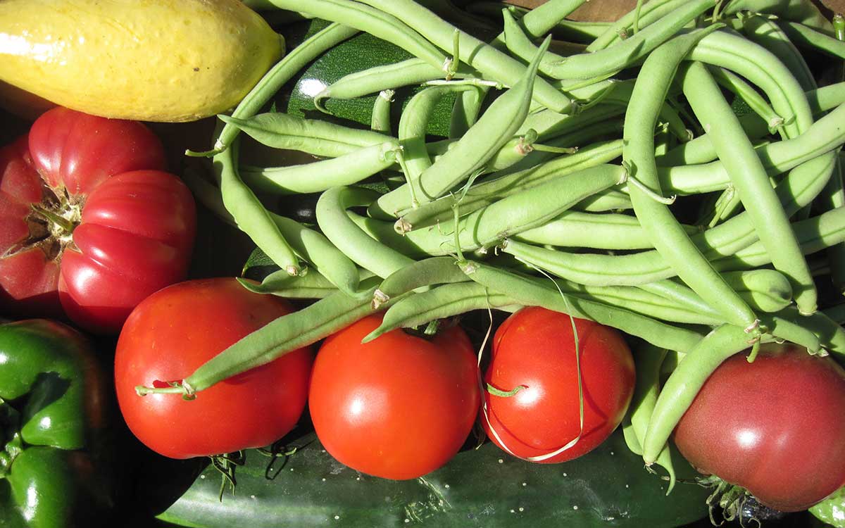 NMSU Hires State Manager for Master Gardeners Program