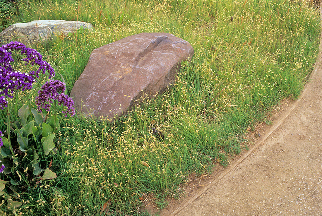 Southwest Plant of the Month – Buffalograss – Buchloe dactyloide