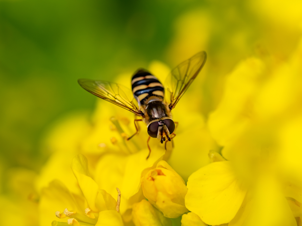 Beneficial of the Month – Beneficial Flies ( Diptera) Part I – Hoverflies (Family: Syrphidae)