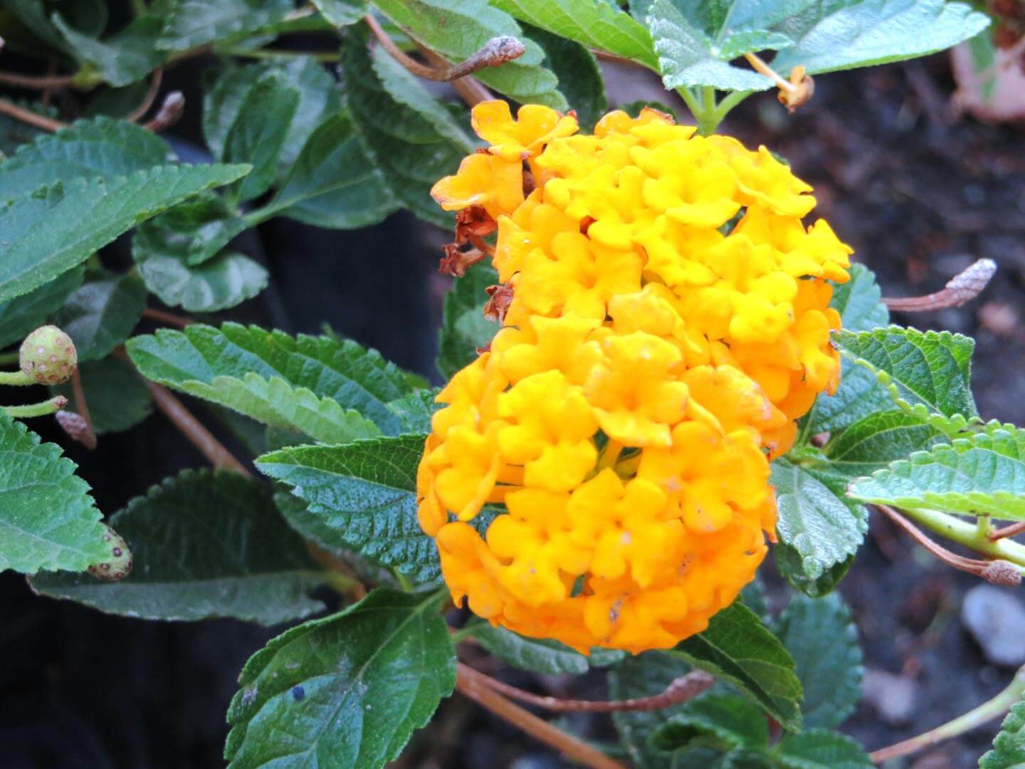 Southwest Plant of the Month – Bush Lantana – Lantana camara