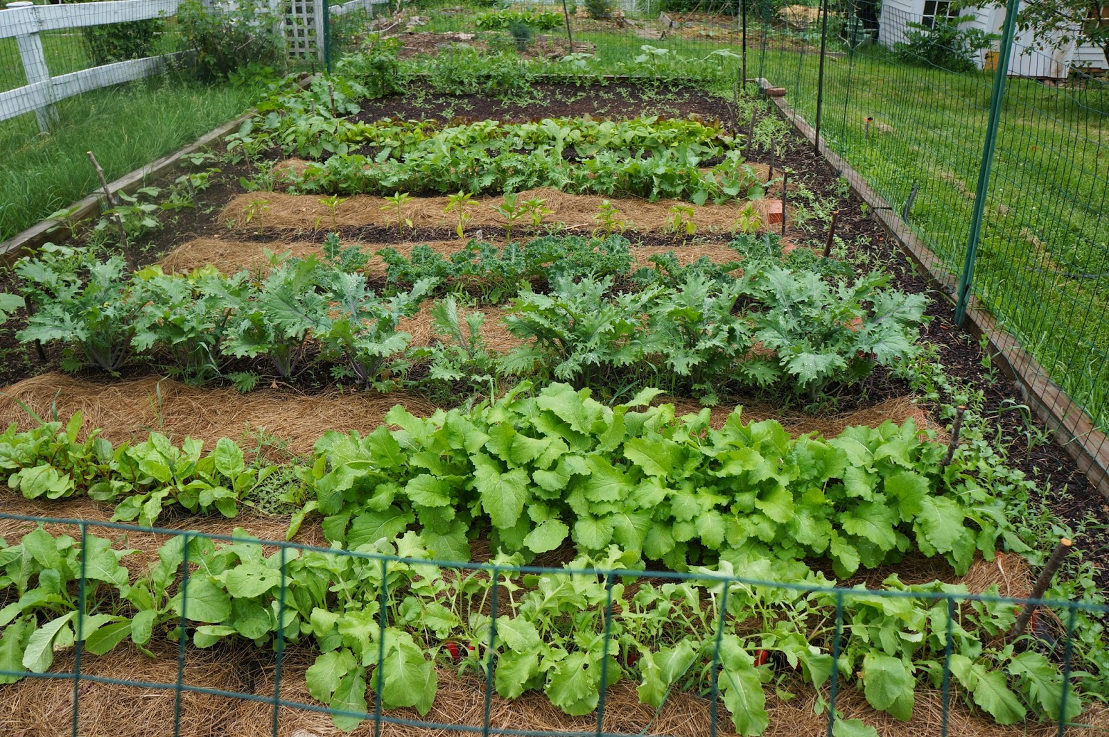 Back Yard Farming Sandoval Extension Master Gardeners