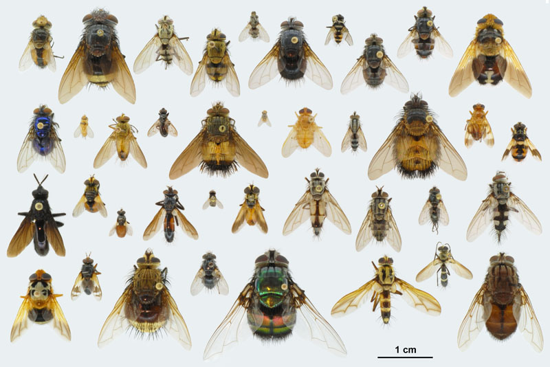 Beneficial Insect of the Month – Beneficial flies (Order: Diptera) Part II – Tachinid Flies (Family: Tachinidae)