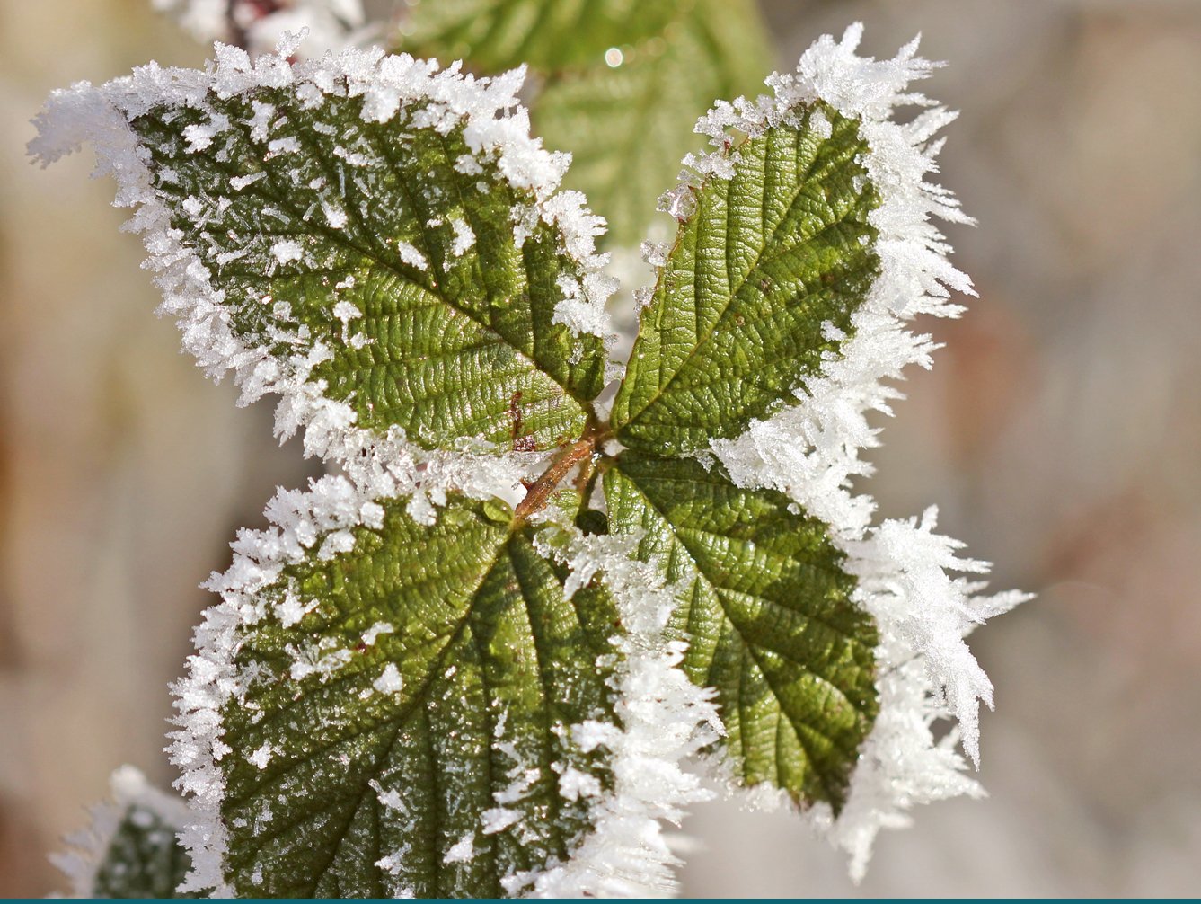 Southwest Yard & Garden – How Frost Affects Plants: The Champs vs. The Wimps