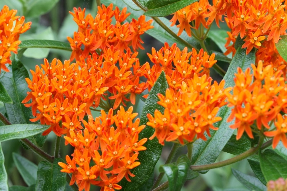 Southwest Plant of the Month – Butterfly Weed – Asclepias tuberosa -  Sandoval Extension Master Gardeners