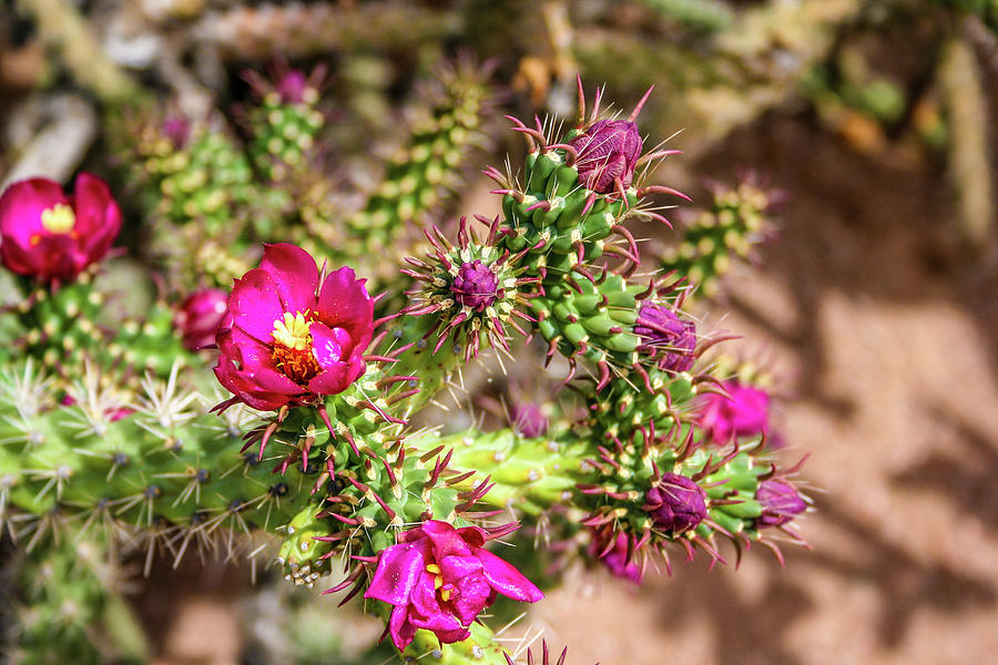 Southwest Plant of the Month – Cane Cholla – Opuntia imbricata