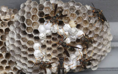 Beneficial of the Month – Wasps ( Hymenoptera) Part II – Parasitic Wasps (Various Families)