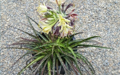 Southwest Plant of the Month – American Aloe, Amole Plant – Manfreda maculosa  