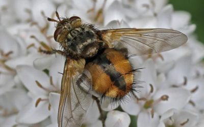 Beneficial of the Month – Beneficial Flies (Order: Diptera) – Tachinid Flies (Family: Tachinidae)