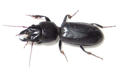 Beneficial of the Month – Beetles (Order: Coleoptera) – Ground beetles – (Family: Carabidae)