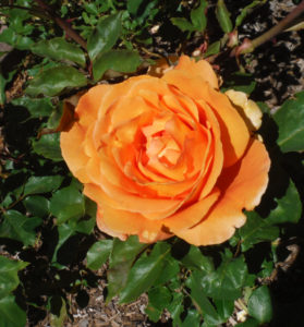 Rose Presentation and Pruning @ Tony Hillerman Library | Albuquerque | New Mexico | United States