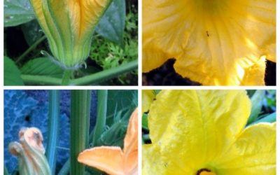 Pollination of Plants in the Gourd Family (Cucumbers, Squashes, Melons, and MORE!)