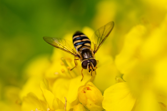 Beneficial of the Month – Beneficial Flies (Order: Diptera) – Hoverflies (Family: Syrphidae)