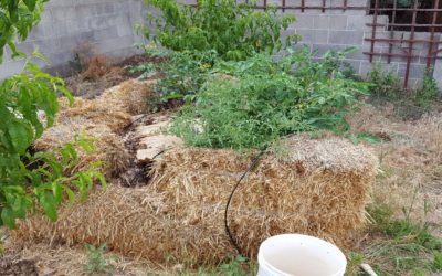 Wicking Raised Beds in Water Troughs – an Alternative Solution