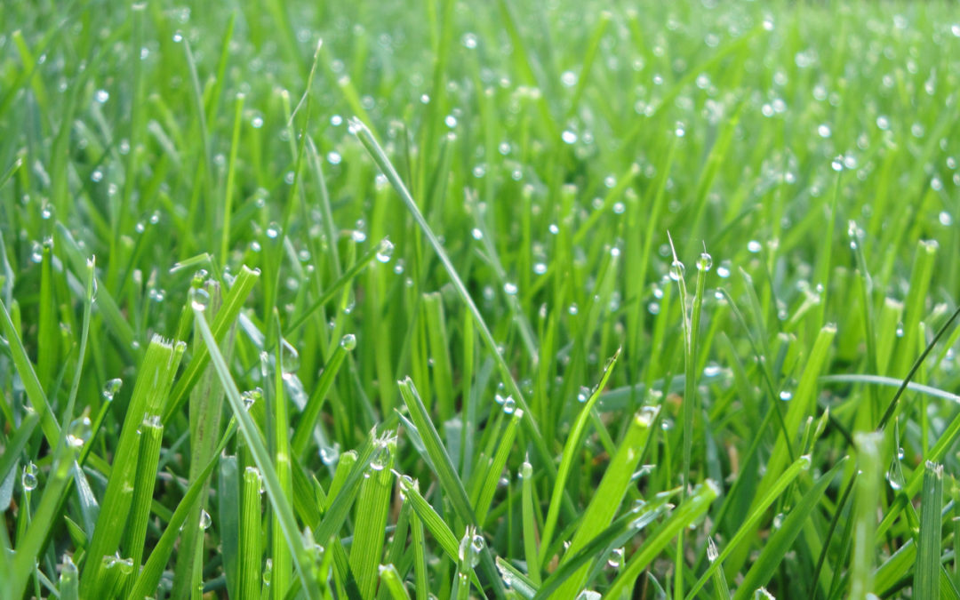 Southwest Yard & Garden – Turfgrass Water Requirements and Water Conservation