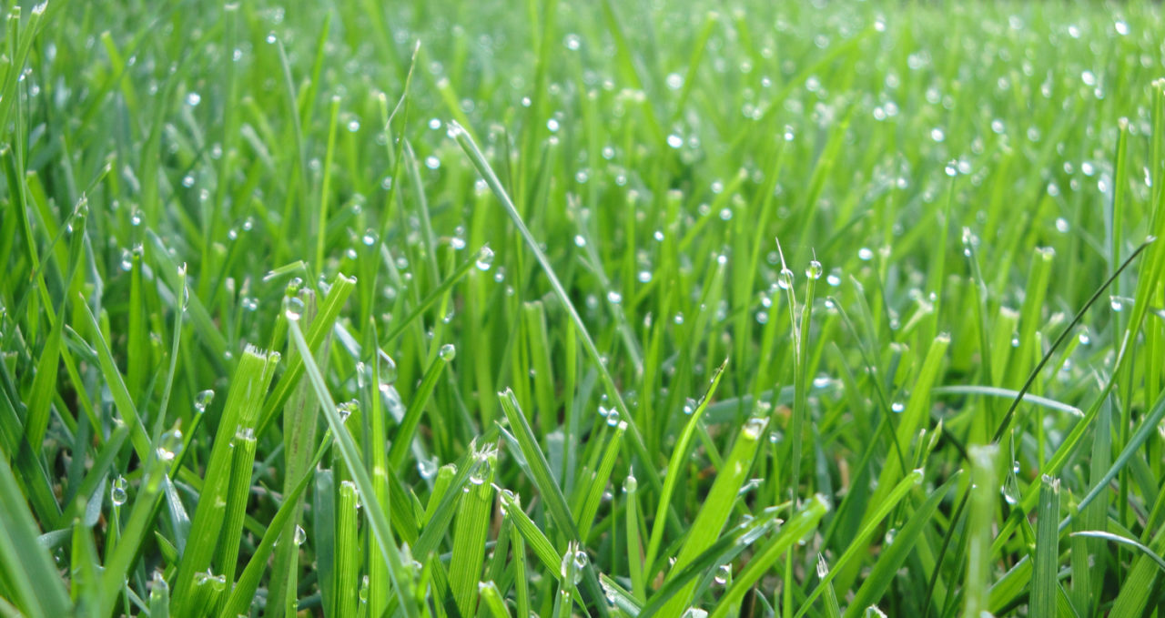 Southwest Yard & Garden – Turfgrass Water Requirements and Water ...