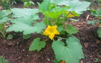 Southwest Yard & Garden – Act Now to Control Squash Bug Populations