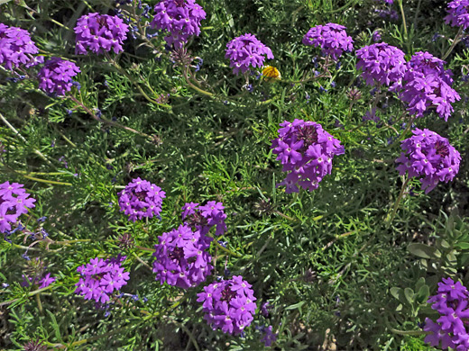 Southwest Plant of the Month – Moss Verbena – Glandularia pulchella (Verbena tenuisecta)