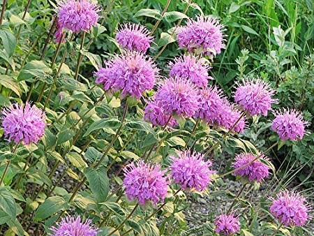 Southwest Plant of the Month – Beebalm or Bergamot – Monarda fistulosa var. menthifolia