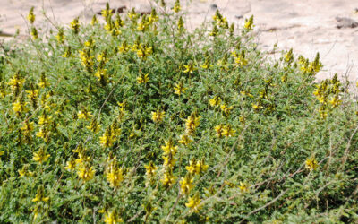 Southwest Plant of the Month – Trailing yellow dalea – Dalea capitata