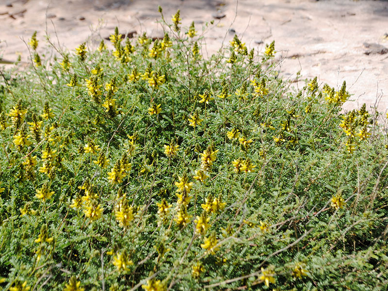 Southwest Plant of the Month – Trailing yellow dalea – Dalea capitata