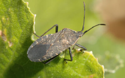Learning From Squash Bugs