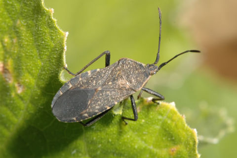 Learning From Squash Bugs