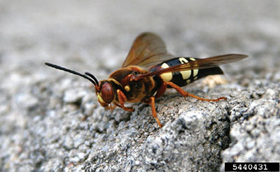 Southwest Yard & Garden –  Cicada Killer Wasps Are Cooler Than They Are Scary