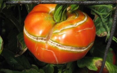 Southwest Yard & Garden –  Tomato Warning: Side Splits and Shoulder Cracks