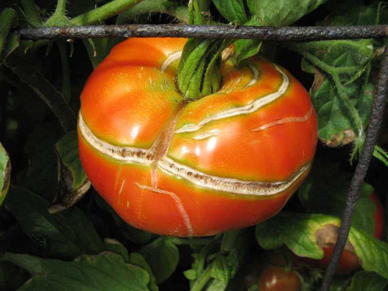 Southwest Yard & Garden –  Tomato Warning: Side Splits and Shoulder Cracks