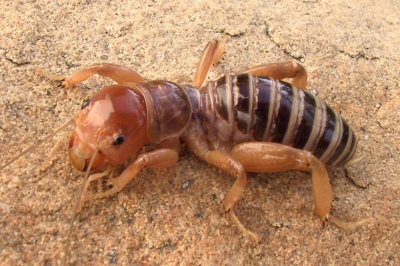 Beneficial of the Month – Jerusalem Cricket  AKA:  Potato Bug – (Genus: Stenopelmatus)