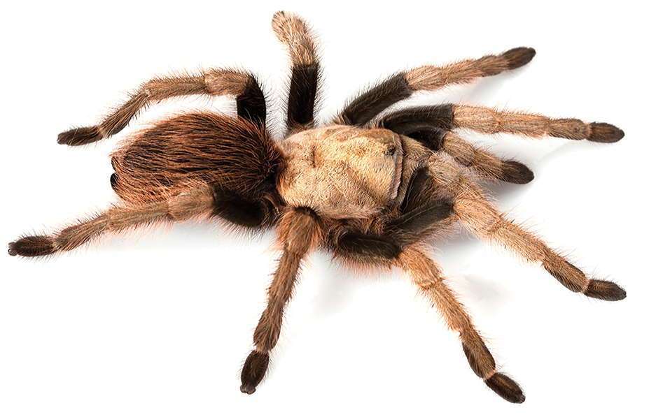 Tarantula – (Family:  Theraphosidae; Genus: Aphonopelma; Species:  chalcodes)