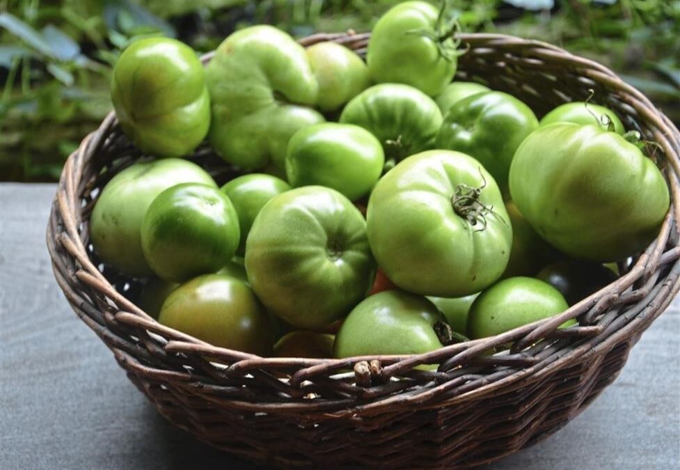 Southwest Yard & Garden –  Green with Tomato Envy