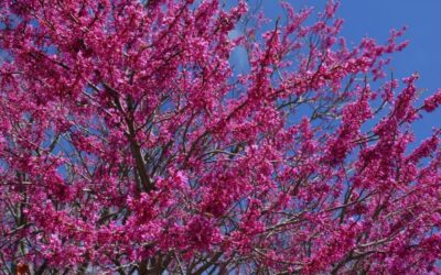 Southwest Plant of the Month – Mexican redbud – Cercis canadensis var. Mexicana