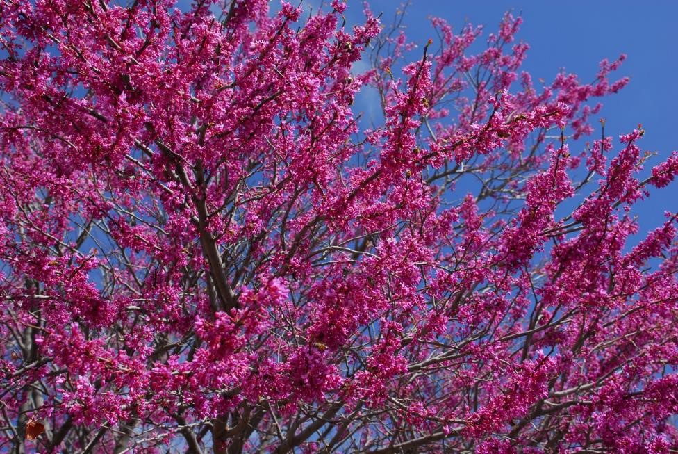 Southwest Plant of the Month – Mexican redbud – Cercis canadensis var. Mexicana