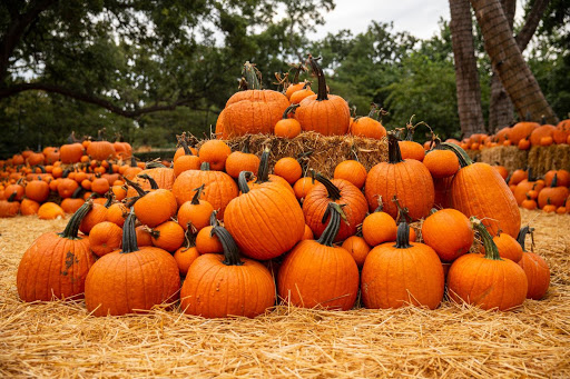 Garden2Table Recipe Corner:  ROASTED PUMPKIN & BABY KALE SALAD