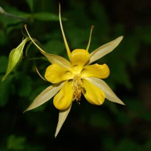 Southwest Plant of the Month – Golden columbine – Aquilegia chrysantha