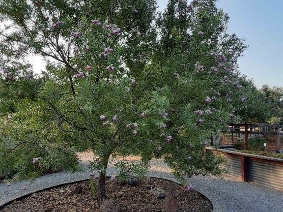 Keep Your Trees Alive During The Drought