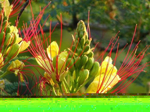 Southwest Plant of the Month – Desert bird-of-paradise – Caesalpinia gilliesii