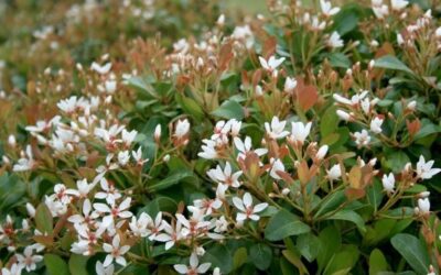 Southwest Plant of the Month – Indian Hawthorn – Raphiolepis indica