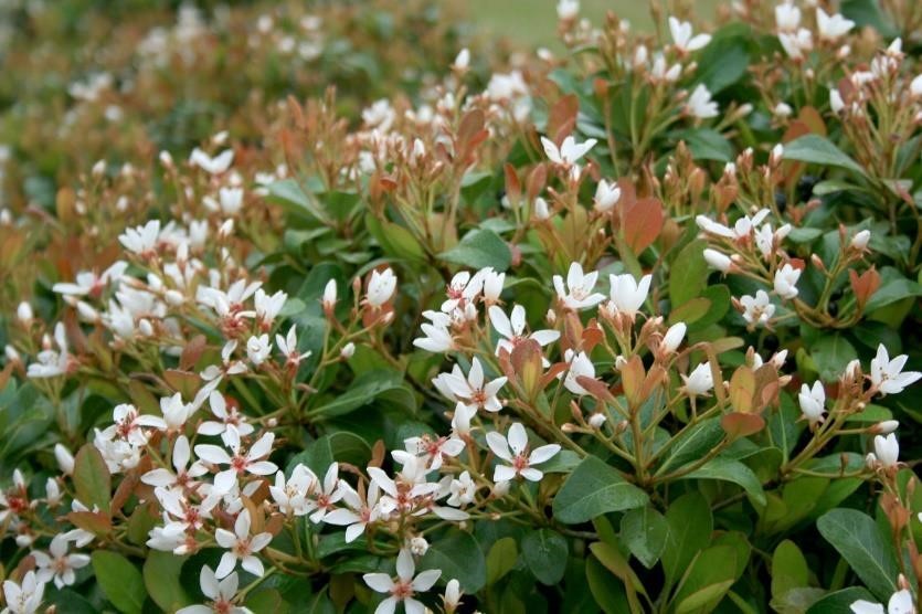 Southwest Plant of the Month – Indian Hawthorn – Raphiolepis indica