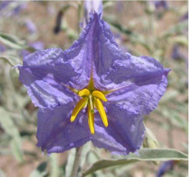 Southwest Yard & Garden –  Controlling Perennial Weeds: Silverleaf Nightshade and Nutsedges