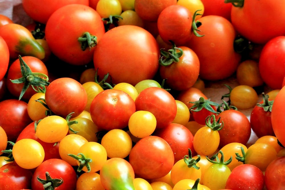Start Early for a Bumper Crop of Tomatoes