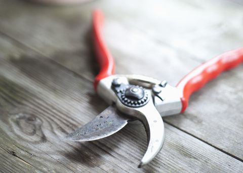 How to Clean and Sharpen Hand Pruners