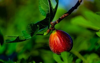 Southwest Plant of the Month – Edible Fig – Ficus carica