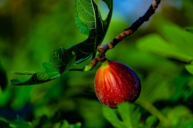 Southwest Plant of the Month – Edible Fig – Ficus carica